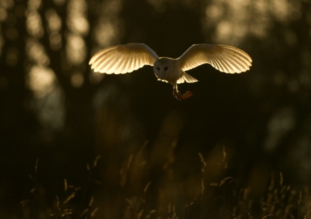 Barn Owl