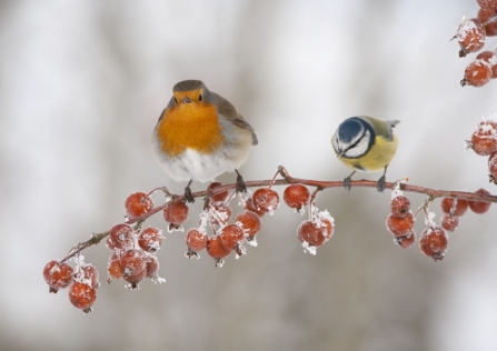 robin and blue tit winter