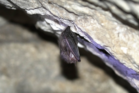 Bat sightings blog