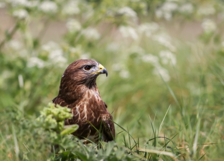 Buzzard