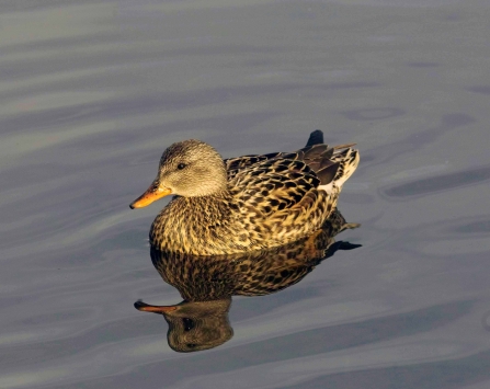 Gadwall female