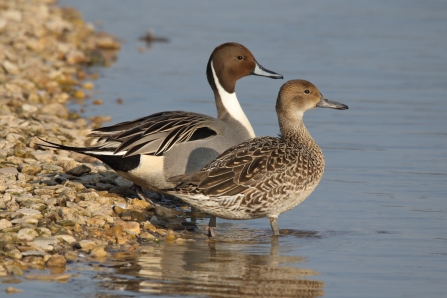 Pintail pair