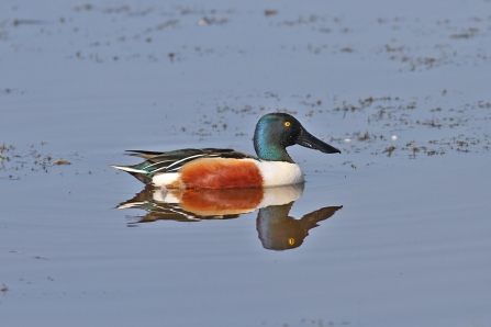 Shoveler male