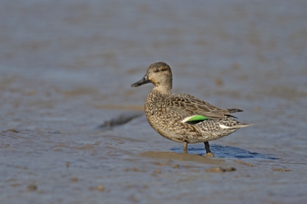 teal female