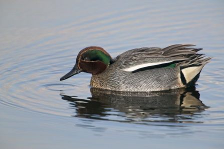 Teal male