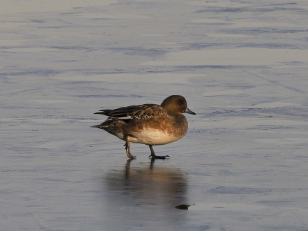 Wigeon female