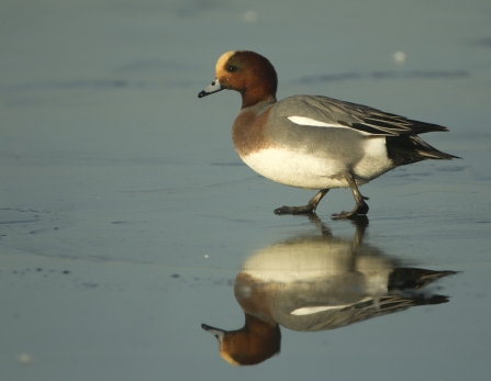 Wigeon male