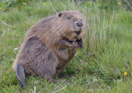 Beaver