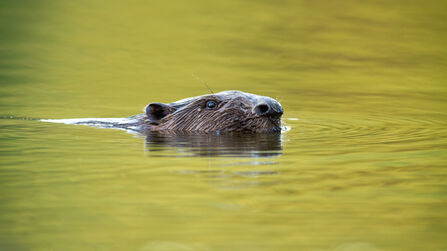 All about beavers | Derbyshire Wildlife Trust