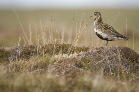 Golden plover