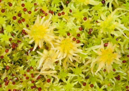 Sphagnum moss