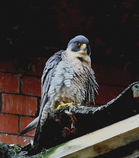 peregrine falcon