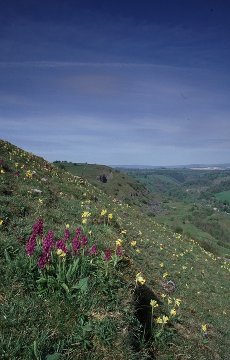 Priestcliffe Lees Nature Reserve