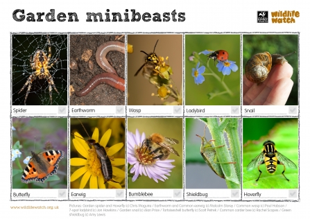 Minibeasts activity sheet