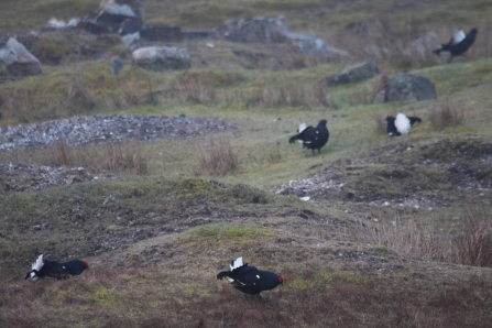 Dark Peak Birds