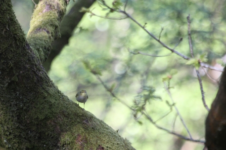 Birds in Dark Peak