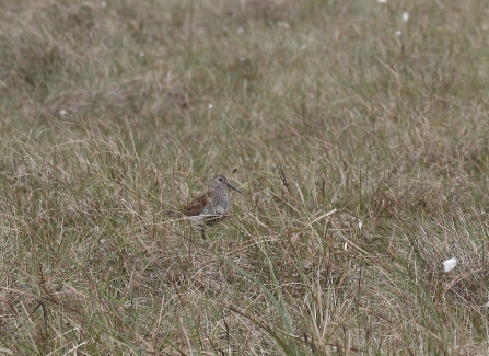 Dark Peak Birds