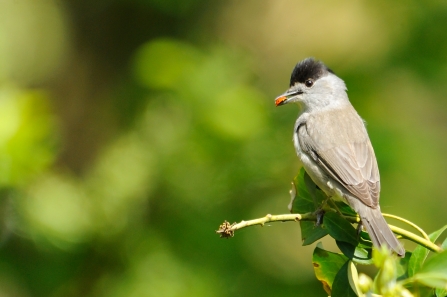 Blackcap