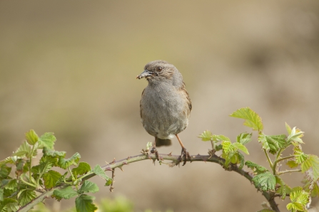 Dunnock