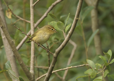 Chiffchaff