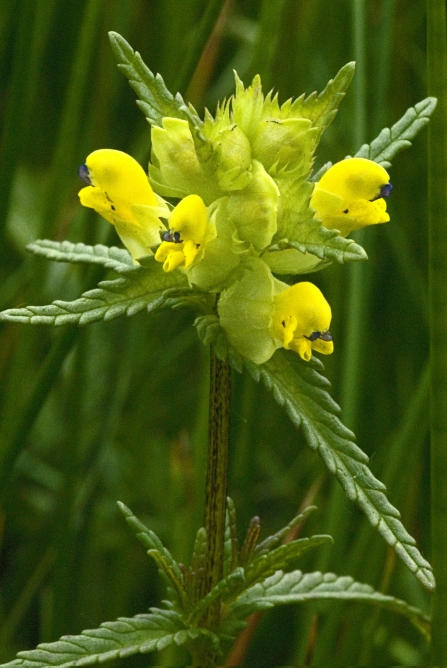 Yellow Rattle