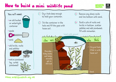 Mini Wildlife Pond