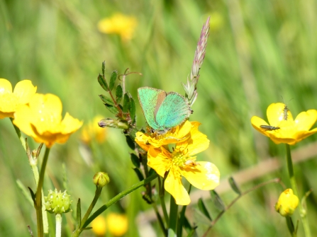 green hairstreak 