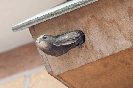 Swift leaving nest box