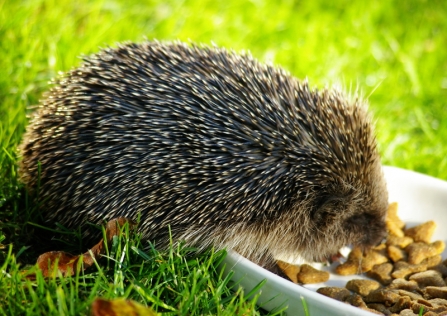 Feeding hedgehog