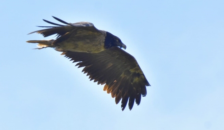 Bird of Prey Bearded Vulture