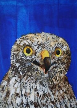 Hen Harrier Auction