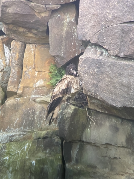 Bird of Prey At Roost Site