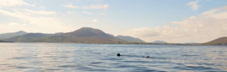 Basking Shark