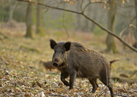 Wild boar