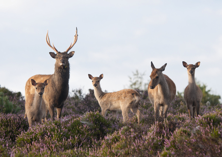 Sika deer