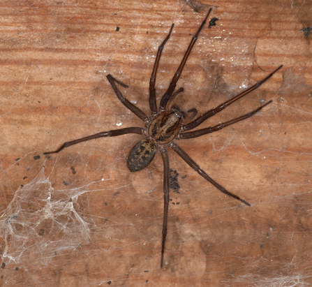 Giant house spider