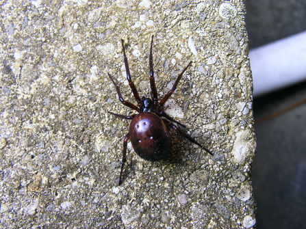 Noble false widow spider