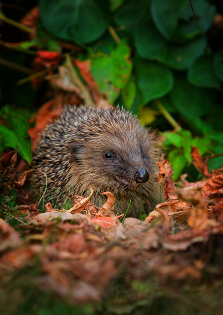 hedgehog