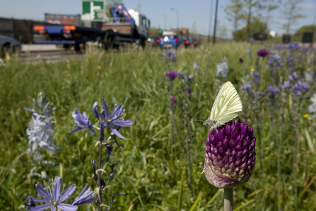 Roadside butterfly