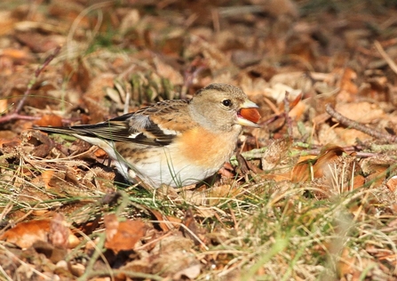 Brambling