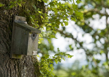 Nest box bird