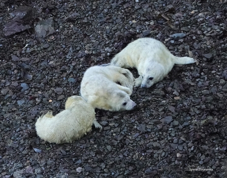 Grey seals