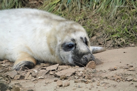 Grey seal