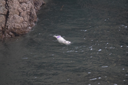 Grey seal