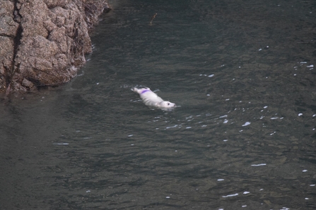 Grey seal