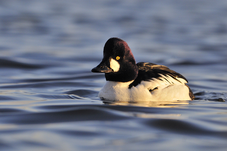 Goldeneye (Male)