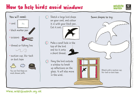 Help birds avoid windows - Activity sheet