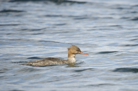 Red-breasted merganser (female)