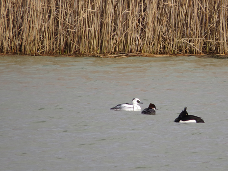 Smew pair