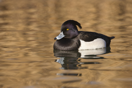 Tufted duck male